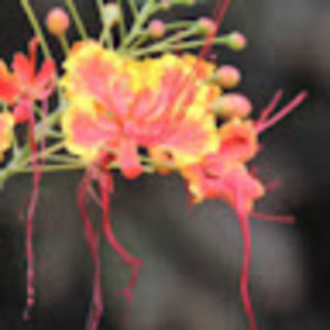 Meet your Posher, Mrs.